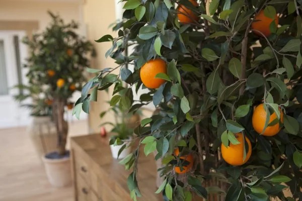The Orangery Nursing Home